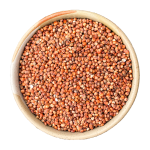 Sorghum